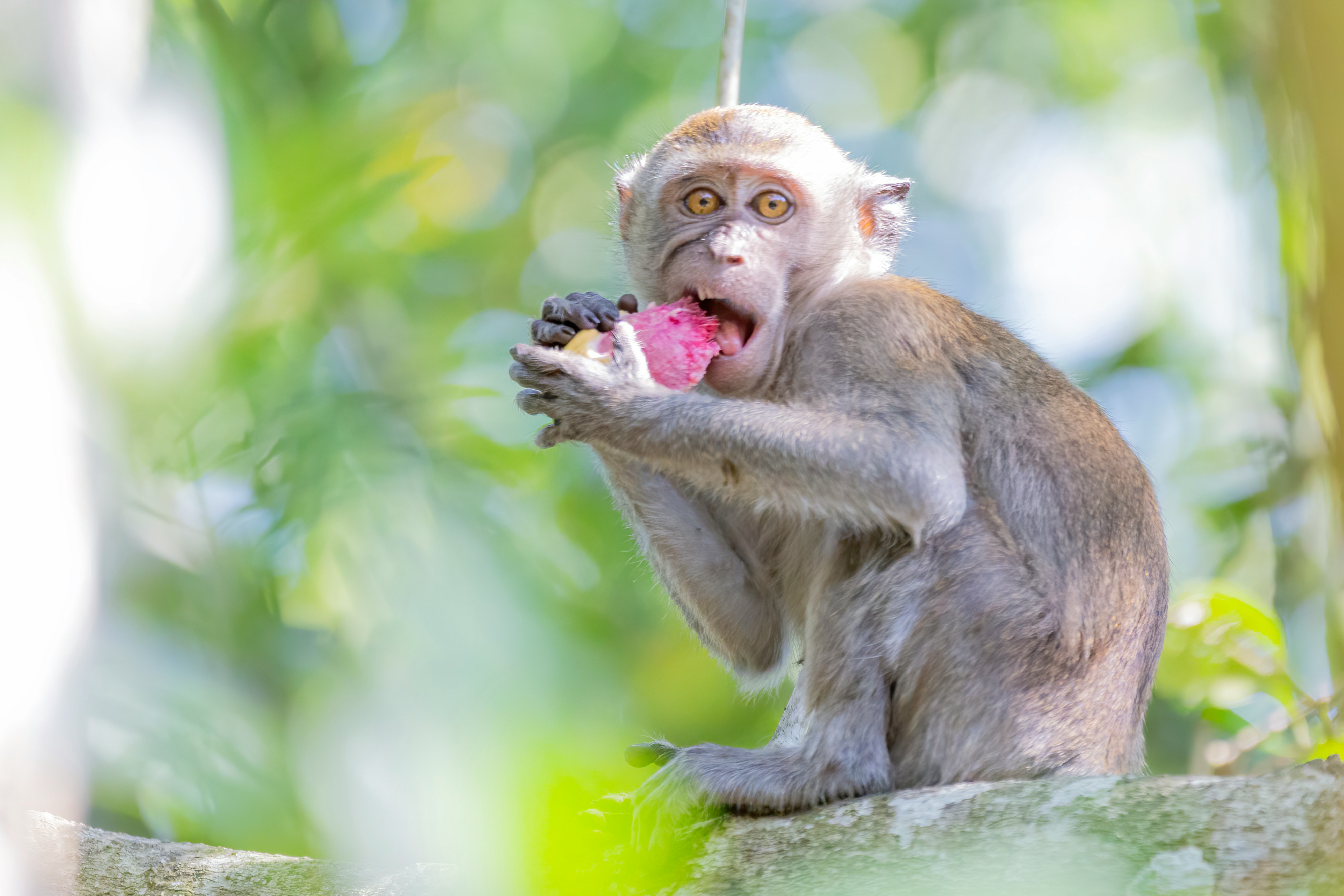 selective focus photography of macaque during daytime